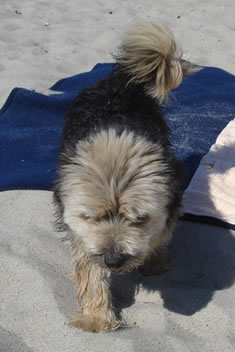 Keine Gebühren für Hunde. Ferienwohnungen vierbeinerfreundlich Hund2